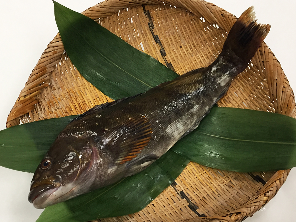 Ainame – Fat greenling Image