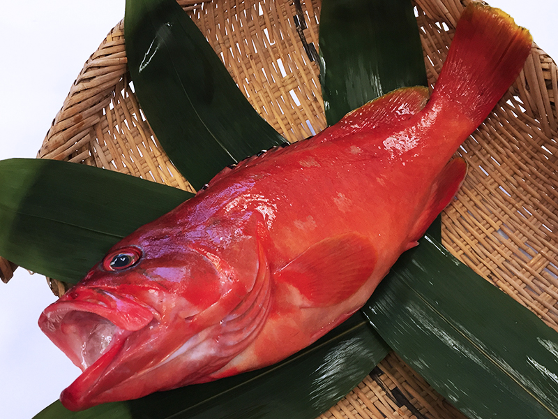 Aka Hata – Banded reef-cod Image