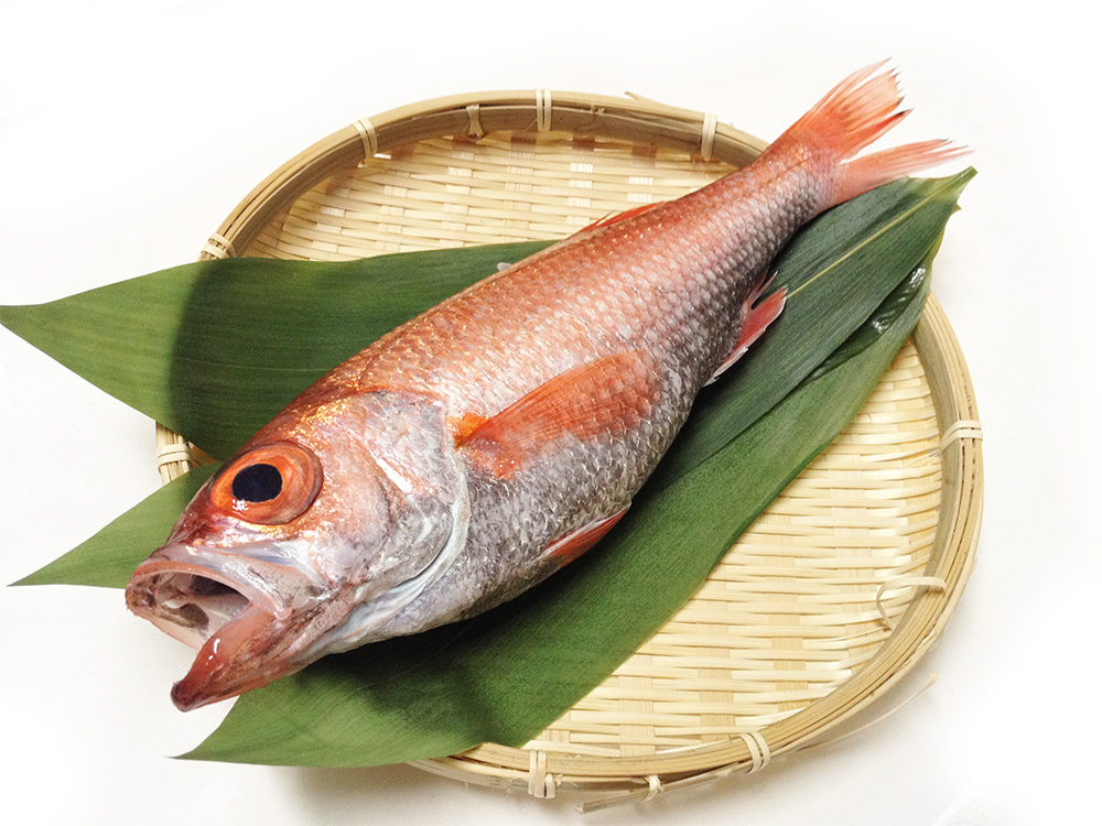 Aka mutsu – Black throat Image